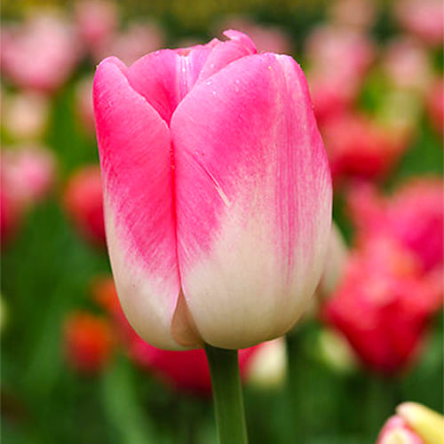Brown - Yellow - Pink - Single Late Tulips