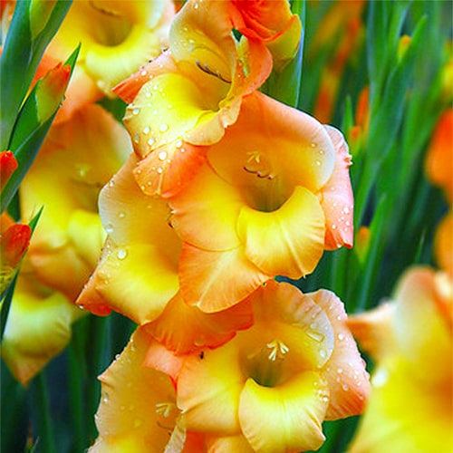 No fragrance - Small Flowering Gladiolus
