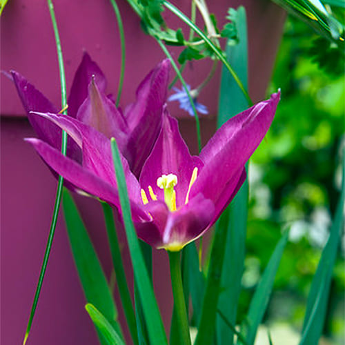 Brown - Yellow - Blue - Species Tulips