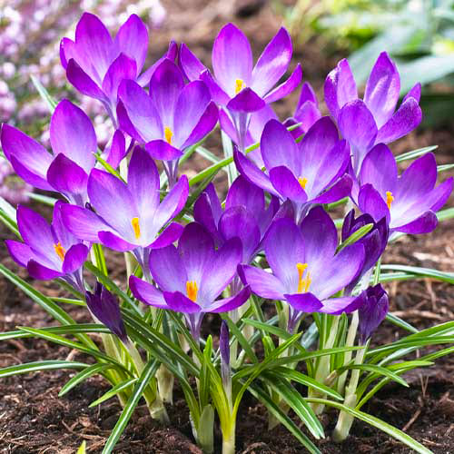 Purple - No - Spring Flowering Crocuses