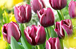 Triumph Tulips (Tulipes de triomphe)
