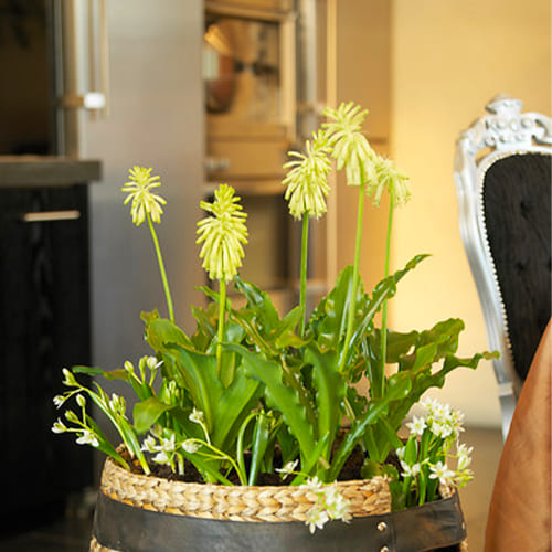 Veltheimia (Forest Sand-Lily)
