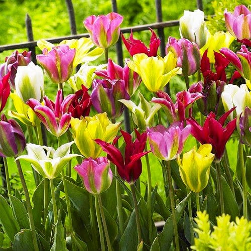 Purple - Zone 4-5 - Viridiflora Tulips