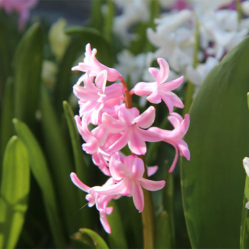 Hyacinthes sauvages