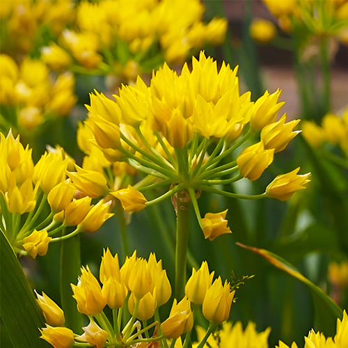Single - Late - Yellow Alliums