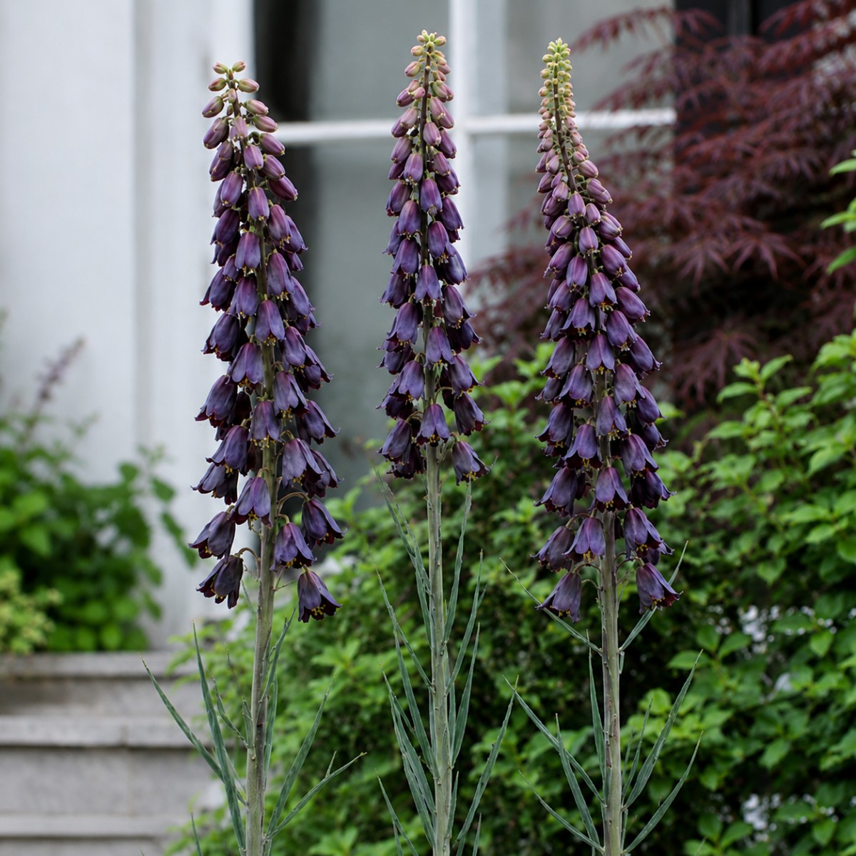 Fritillaria persica Purple Favorite - for Sale Fritillaria persica Purple Favorite