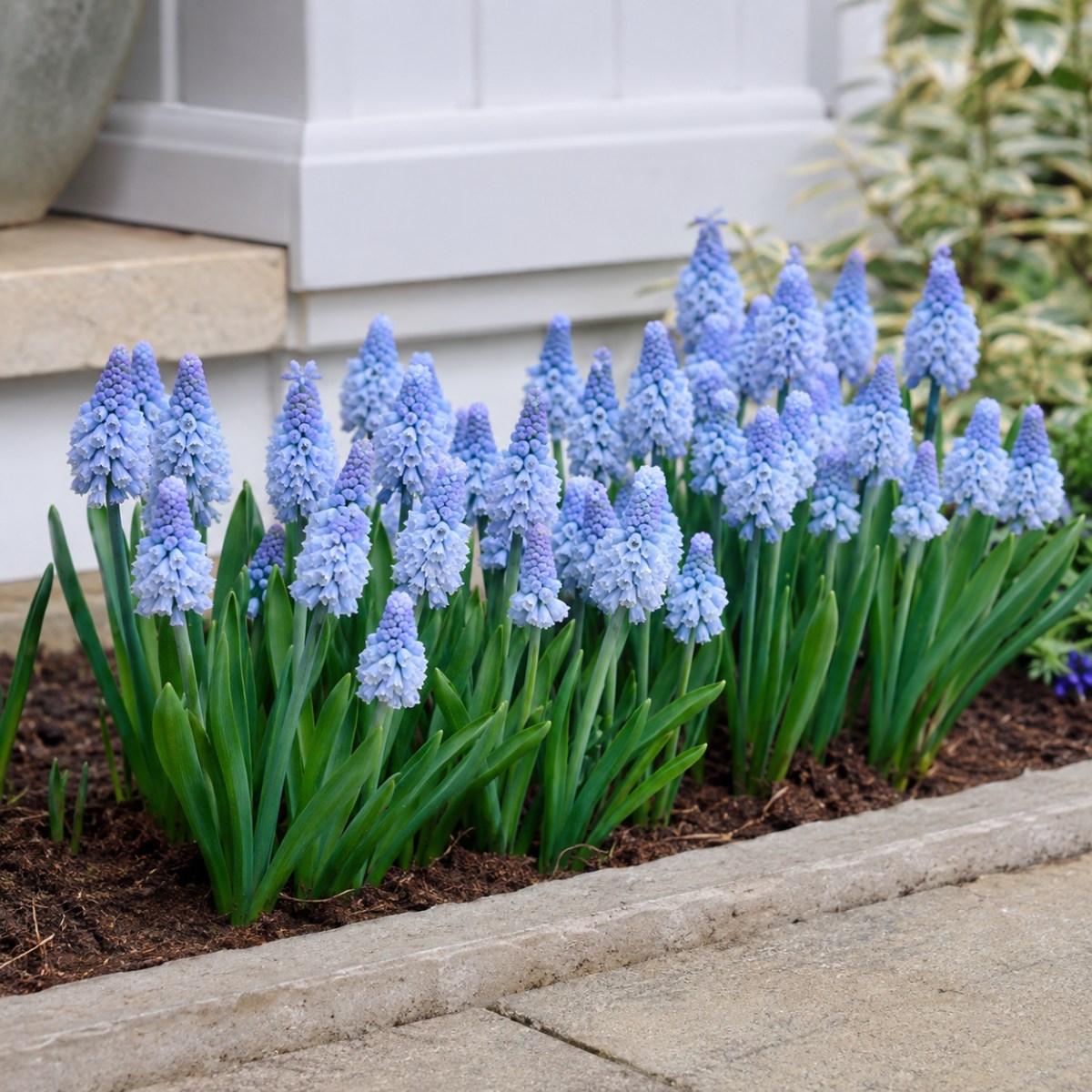 Muscari Azureum - for Sale Muscari Azureum