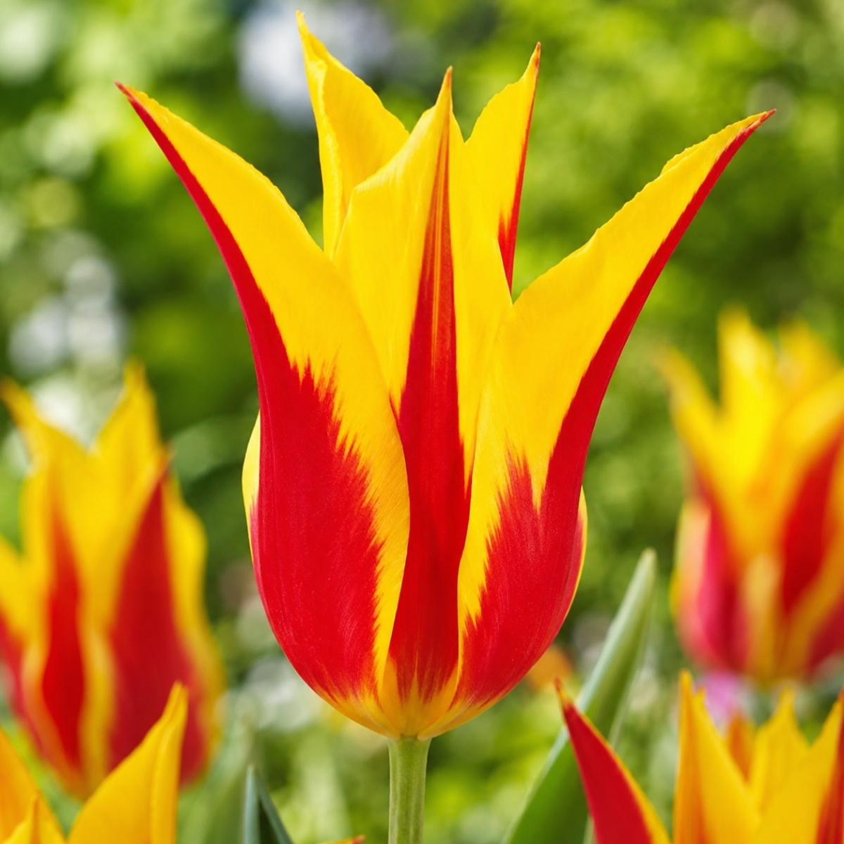 Tulipa Firework - for Sale Tulipa Firework