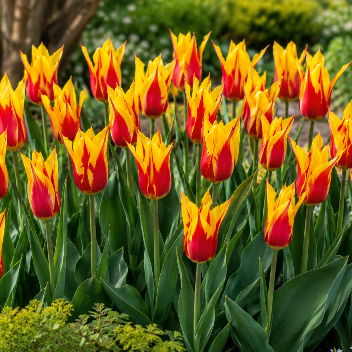 Tulipa Firework - for Sale Tulipa Firework