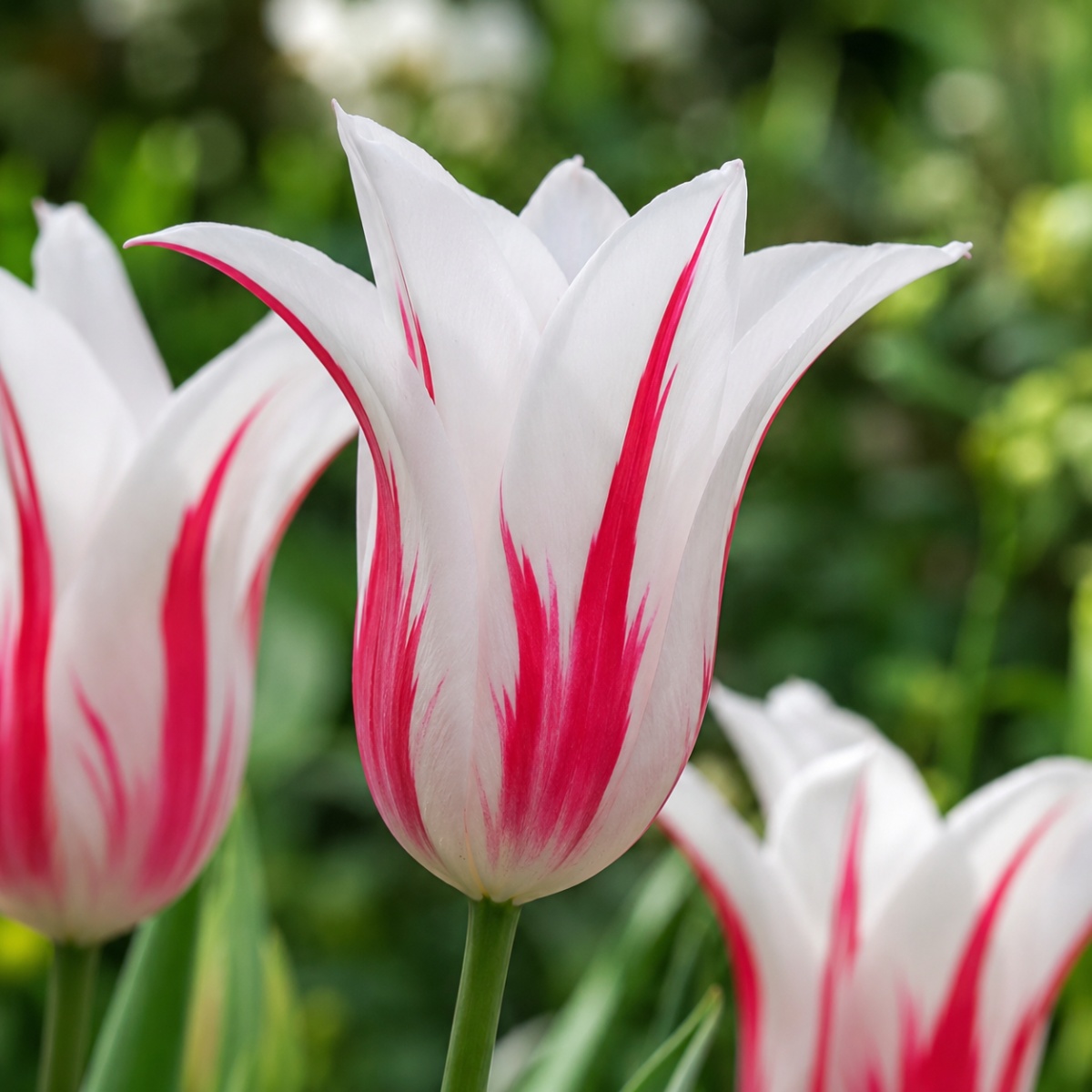 Tulp Marilyn - for Sale Tulp Marilyn