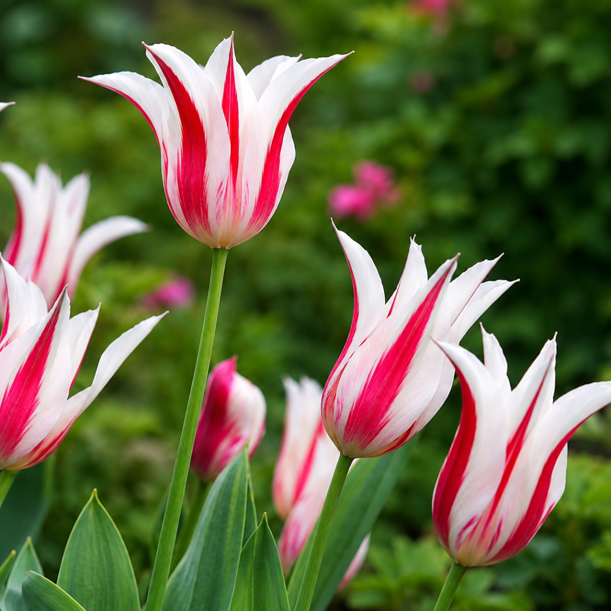 Tulp Marilyn - for Sale Tulp Marilyn