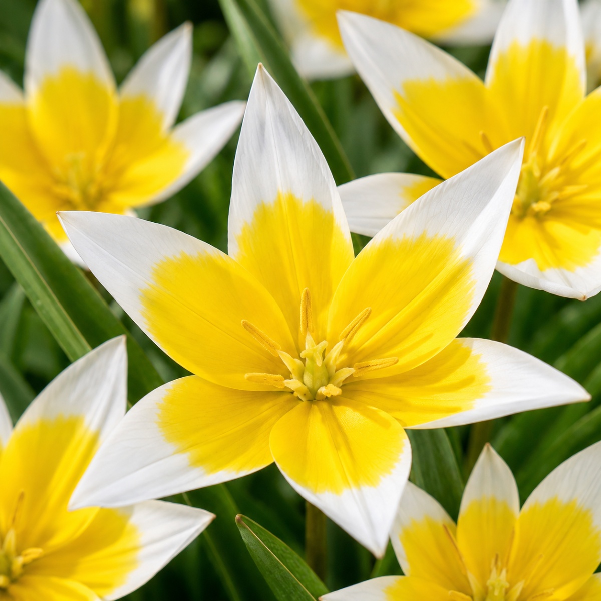 Tulip Tarda (Dasystemon) - for Sale Tulip Tarda (Dasystemon)