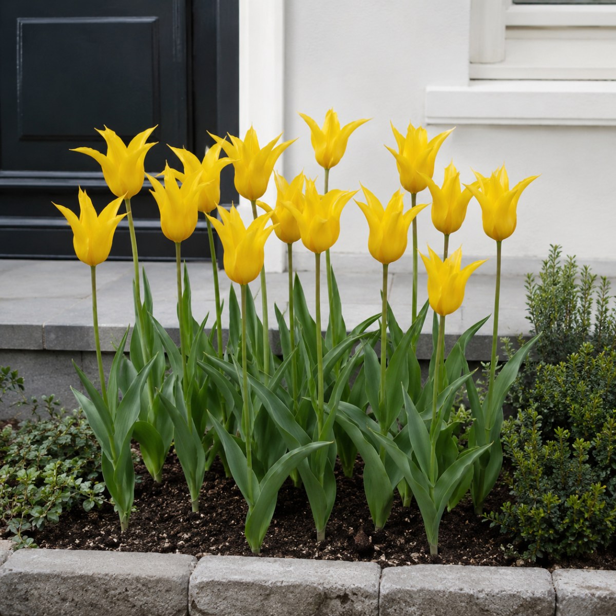 Tulip Schiedam - for Sale Tulip Schiedam