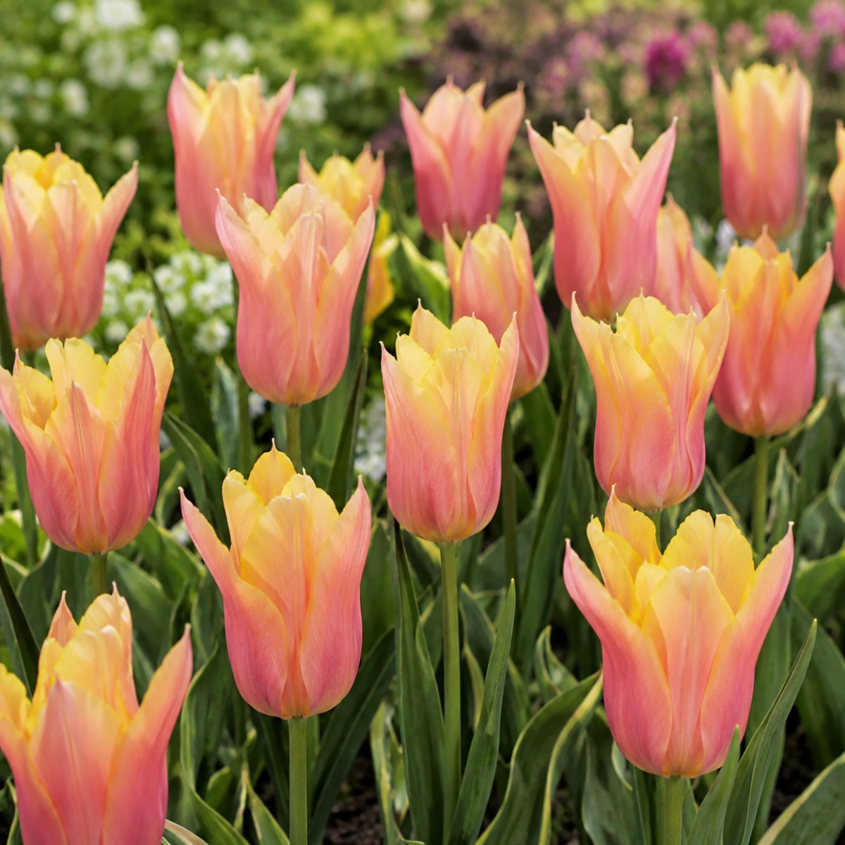 Tulipan Marianne - for Sale Tulipan Marianne