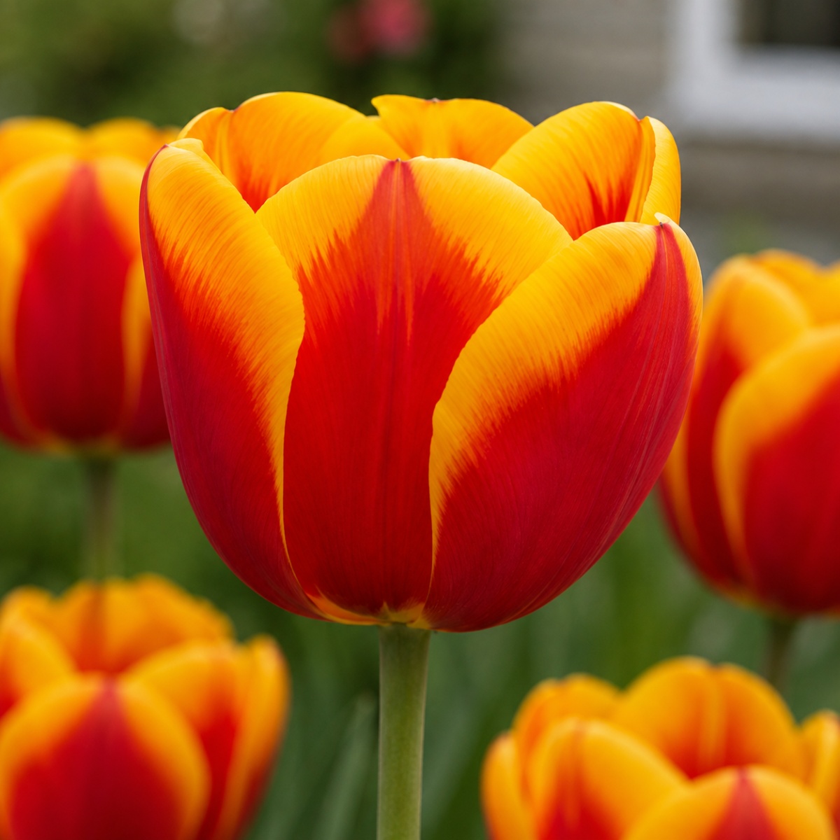 Tulipano Single Red-Yellow Passion Collection - for Sale Tulipano Single Red-Yellow Passion Collection