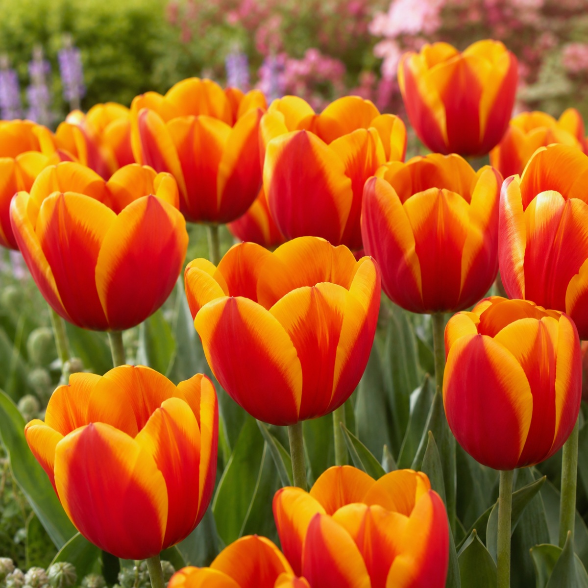 Tulipano Single Red-Yellow Passion Collection - for Sale Tulipano Single Red-Yellow Passion Collection