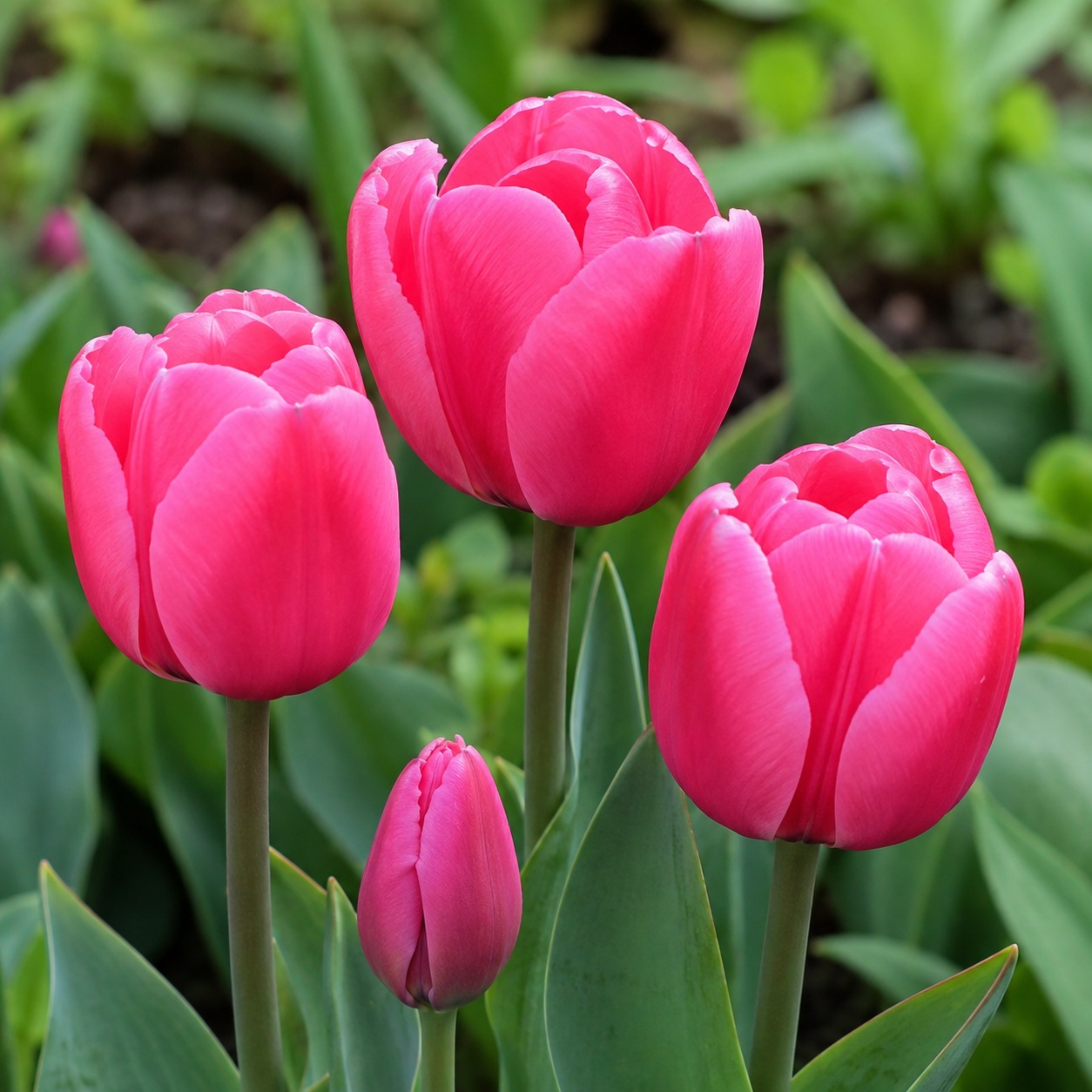 Tulip Carola - for Sale Tulip Carola