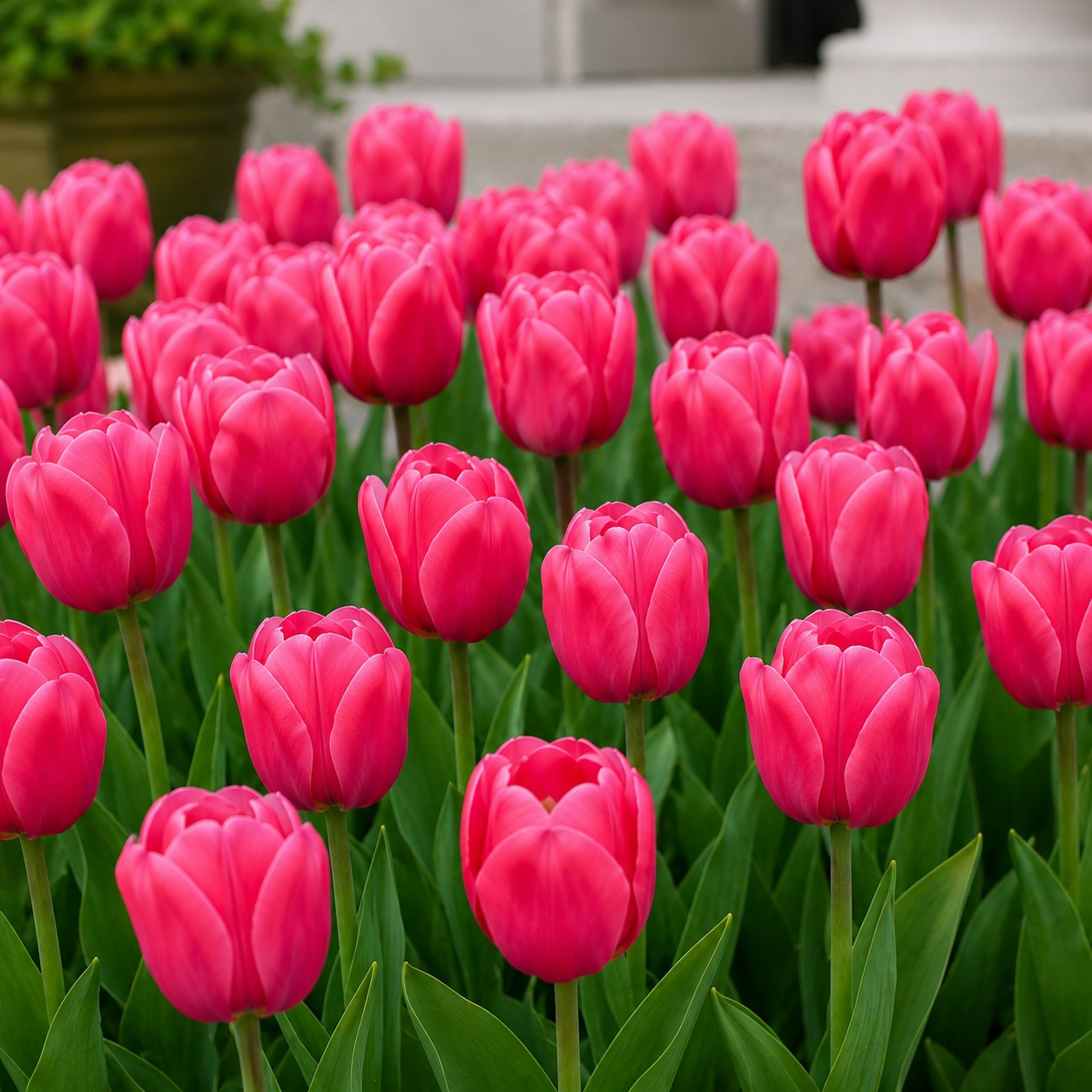 Tulip Carola - for Sale Tulip Carola