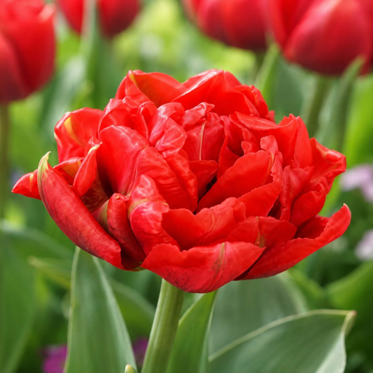 Tulipany Promiss - for Sale Tulipany Promiss