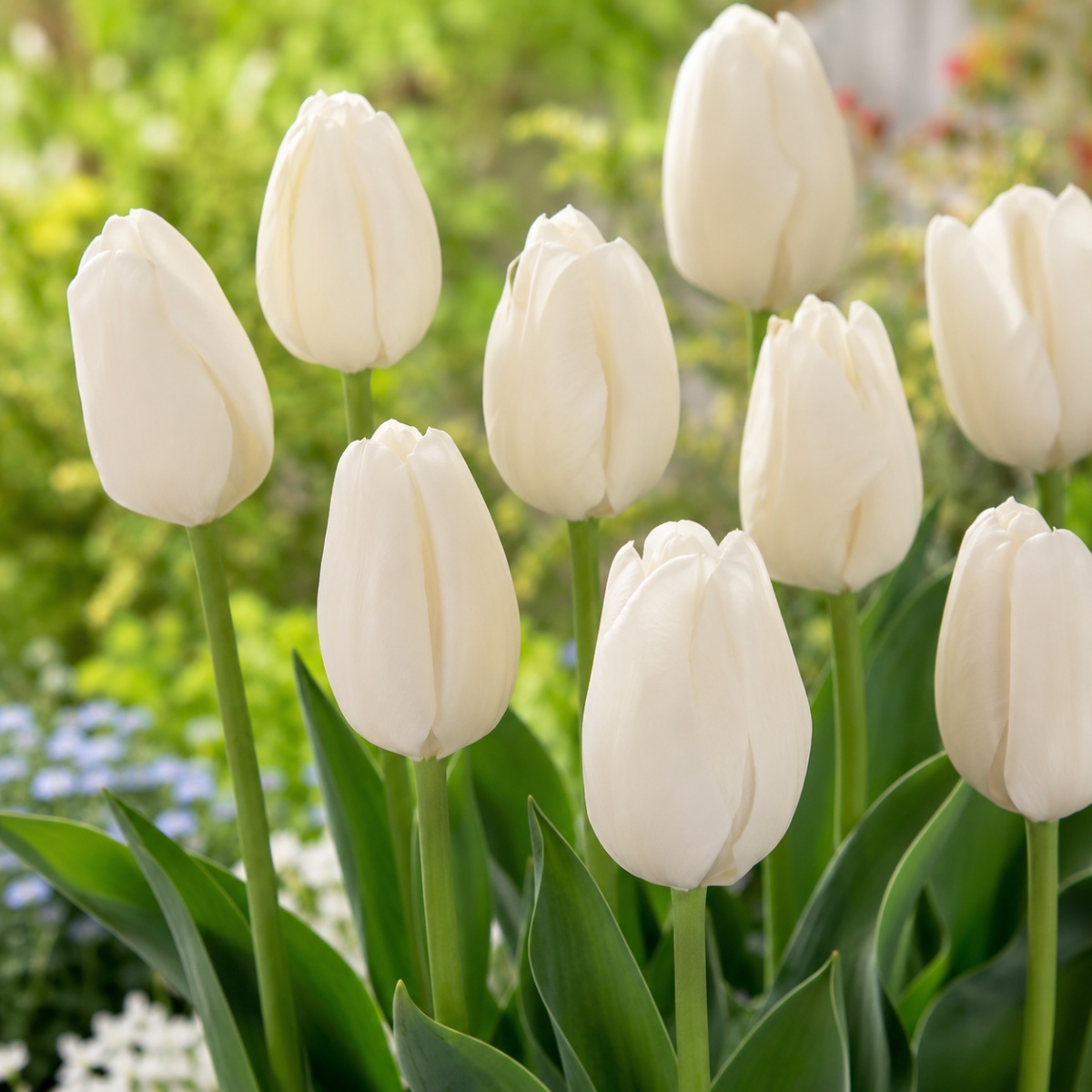 Tulip Hakuun - for Sale Tulip Hakuun