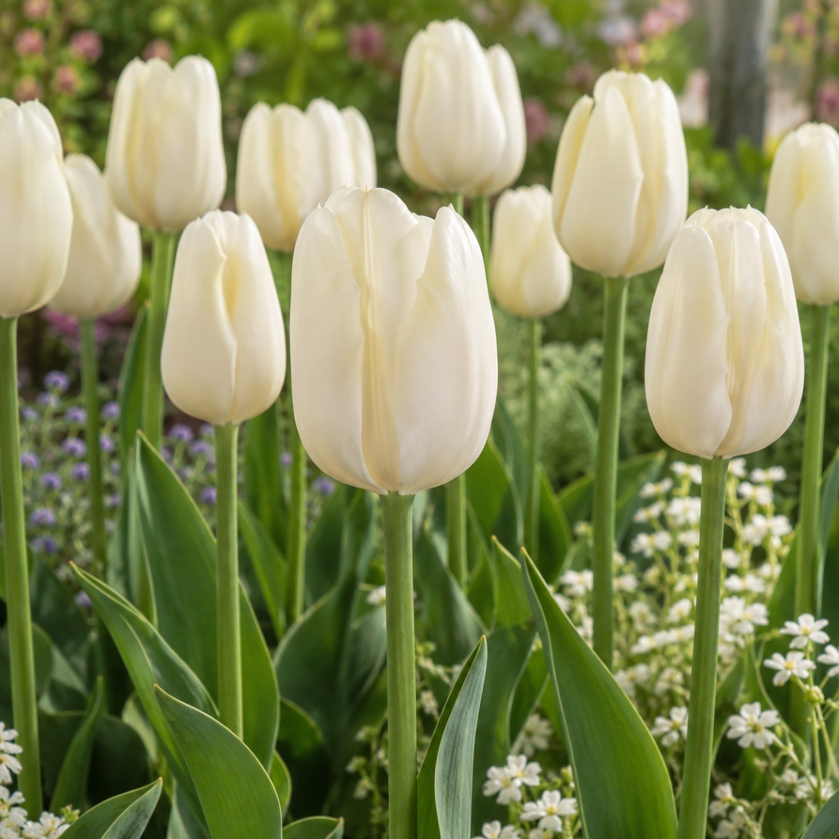 Tulip Hakuun - for Sale Tulip Hakuun