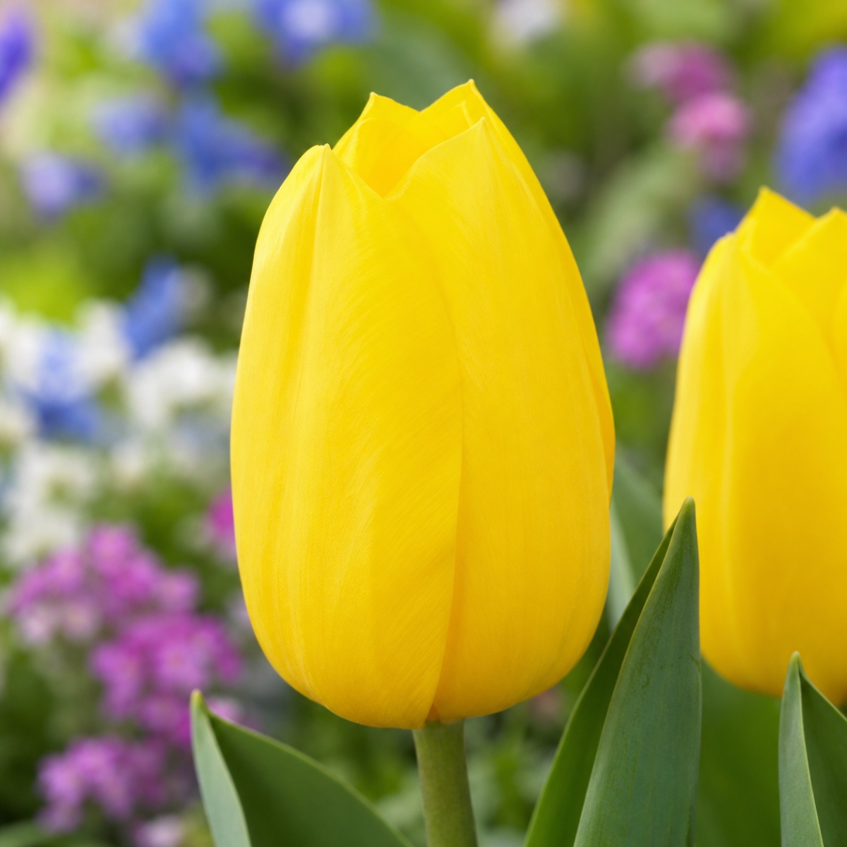 Tulip Lemon lce - for Sale Tulip Lemon lce