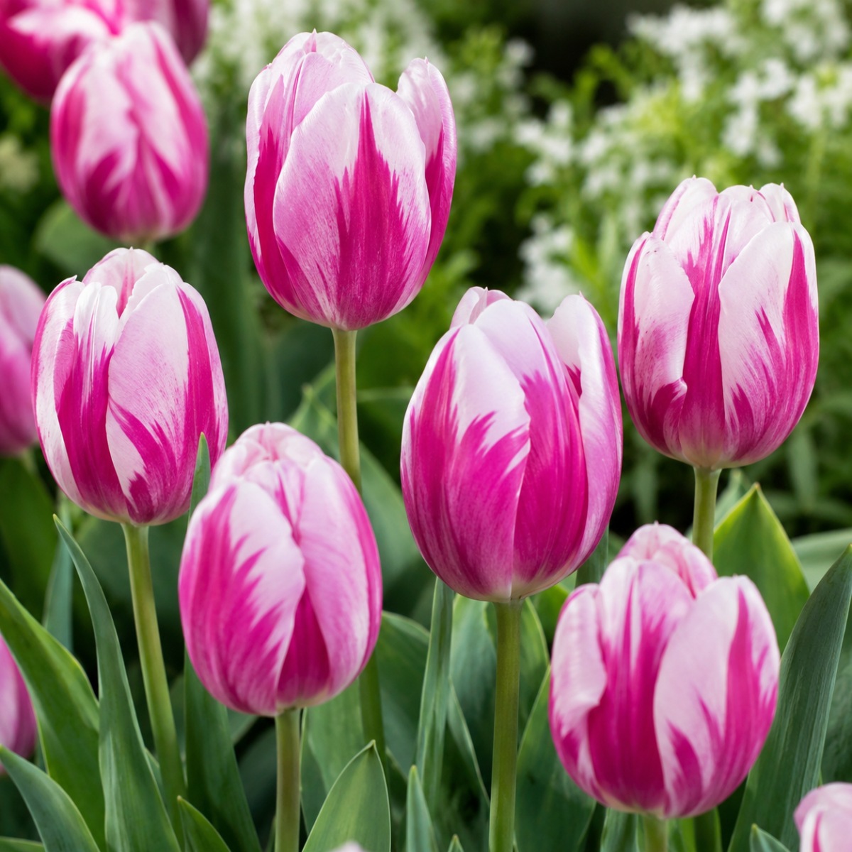 Tulip Bojangles - for Sale Tulip Bojangles