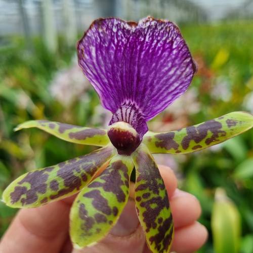Burrageara (Orchid) Jumping Jack - for Sale Burrageara (Orchid) Jumping Jack