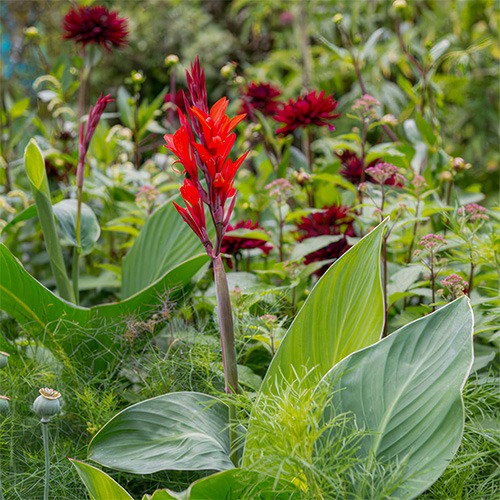 Canna Lily Robert Kemp - for Sale Canna Lily Robert Kemp