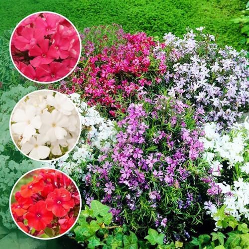 Phlox Subulta Ground Cover collection - for Sale Phlox Subulta Ground Cover collection