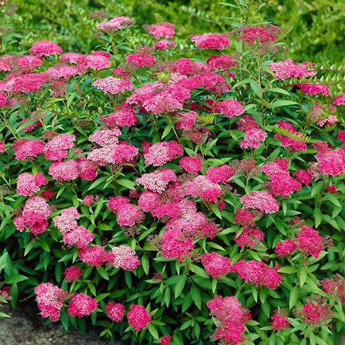 Spirea Shrub collection - for Sale Spirea Shrub collection