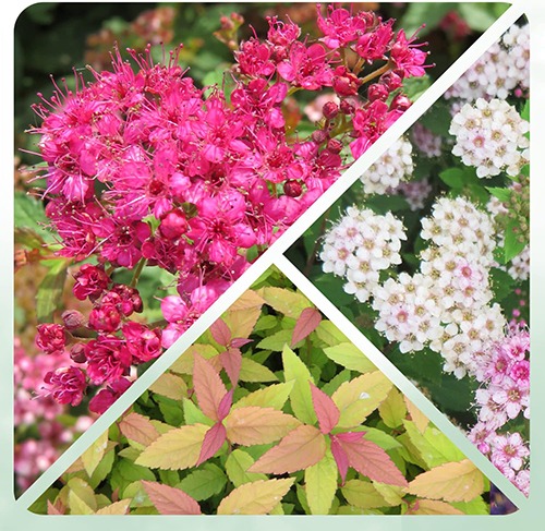 Spirea Shrub collection - for Sale Spirea Shrub collection