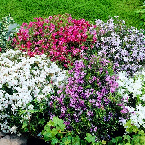 Phlox Subulta Ground Cover collection - for Sale Phlox Subulta Ground Cover collection