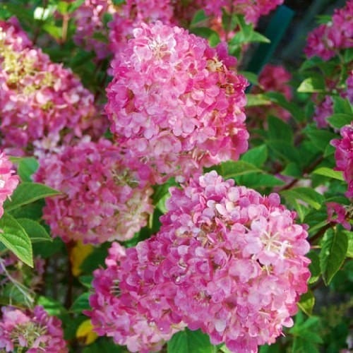 Hydrangea (Hortensia) Sundae Fraise - for Sale Hydrangea (Hortensia) Sundae Fraise