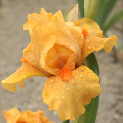 Iris Germanica (Bearded Iris) All Right