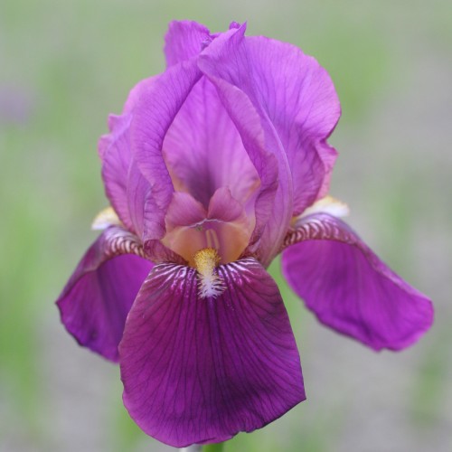 Iris Germanica (Bearded Iris) Imperator