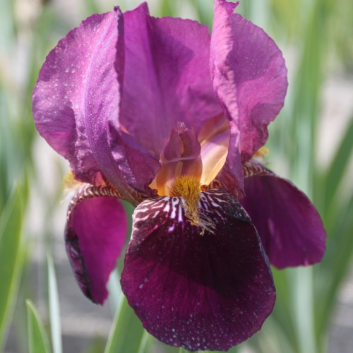 Iris Germanica (Bearded Iris) Senlac