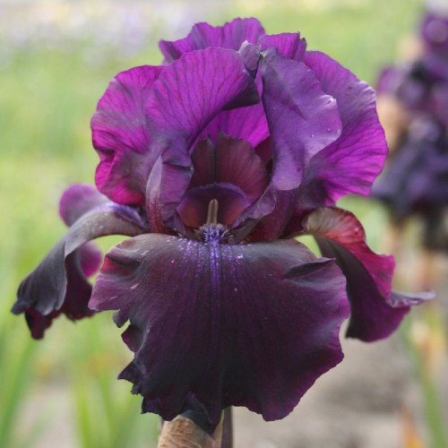 Iris Germanica (Bearded Iris) Superstition