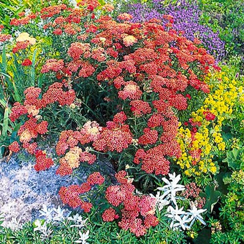 Achillea (millefolium) Paprika - for Sale Achillea (millefolium) Paprika