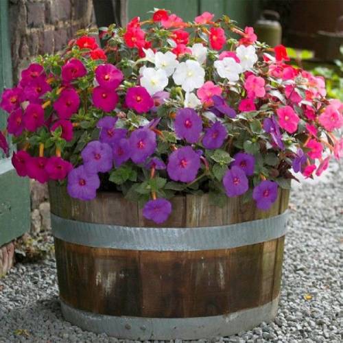 Achimenes Mixed - for Sale Achimenes Mixed