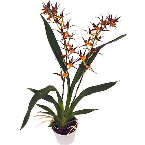 Adaglossum (Orchid) French Town - for Sale Adaglossum (Orchid) French Town