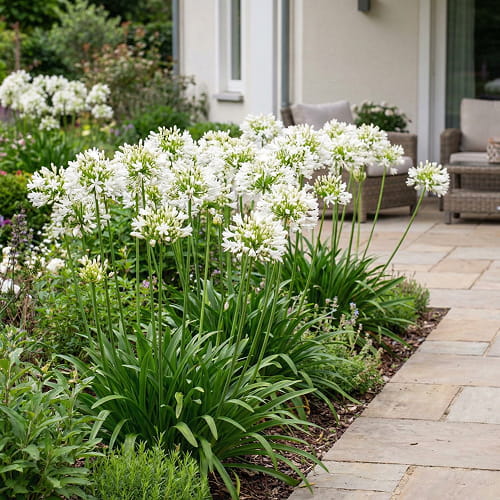 Agapanthus Albus - for Sale Agapanthus Albus