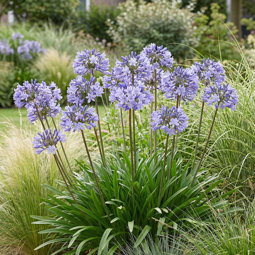 Agapanthus Africanus Blue (3 plants) - for Sale Agapanthus Africanus Blue (3 plants)