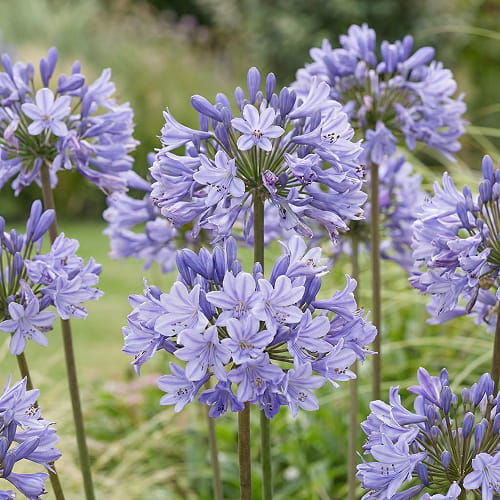 Agapanthus Africanus Blue (3 plants) - for Sale Agapanthus Africanus Blue (3 plants)