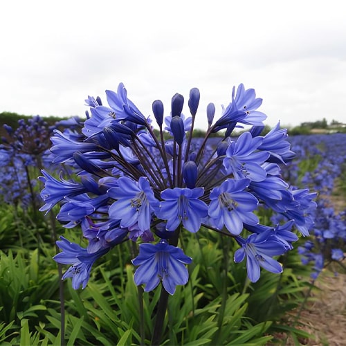 Agapanthus Black Buddhist - for Sale Agapanthus Black Buddhist