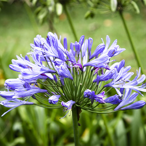 Agapanthus Blue Giant - for Sale Agapanthus Blue Giant