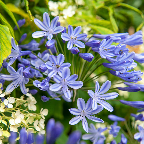 Agapanthus Columba - for Sale Agapanthus Columba
