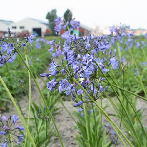 Agapanthus Donau - for Sale Agapanthus Donau