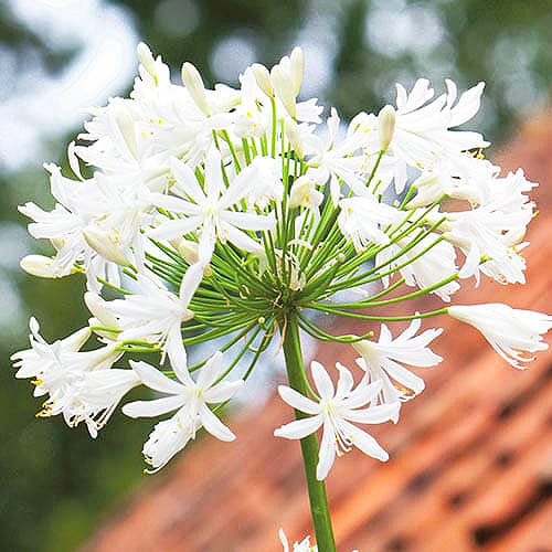 Agapanthus Polar Ice - for Sale Agapanthus Polar Ice