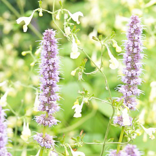 Agastache Blue Fortune - for Sale Agastache Blue Fortune